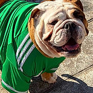 June joined the competition — help win amazing prizes! animal, bulldog, canine, closeup, concrete, dog, ears, fur, green_jersey, happy, leaf, outdoor, paw, pet, portrait, shadow, smiling, sunlight, tongue, wrinkles
