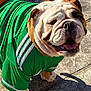 animal, bulldog, canine, closeup, concrete, dog, ears, fur, green_jersey, happy, leaf, outdoor, paw, pet, portrait, shadow, smiling, sunlight, tongue, wrinkles