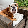 June joined the competition — help win amazing prizes! animal, chair, cushion, cute, dog, english_bulldog, expression, fur, garden, greenery, leaf, outdoor, paw, pet, plant, portrait, relaxed, sitting, snout, wooden_furniture