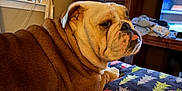 June joined the competition — help win amazing prizes! animal, blanket, bulldog, christmas_pattern, companion, cozy, curtains, cute, dog, drawer, fur, furniture, indoor, mammal, pet, portrait, resting, tongue_out, window, wrinkles
