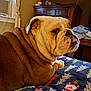 animal, blanket, bulldog, christmas_pattern, companion, cozy, curtains, cute, dog, drawer, fur, furniture, indoor, mammal, pet, portrait, resting, tongue_out, window, wrinkles