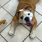 Charlotte is registered to the contest to win money with this photo: bulldog, dog, pet, tongue_out, floor, tile, brown, white, paw, canine, animal, cute, happy, playful, indoor, looking_up, laying_down, companion, mammal, friendly