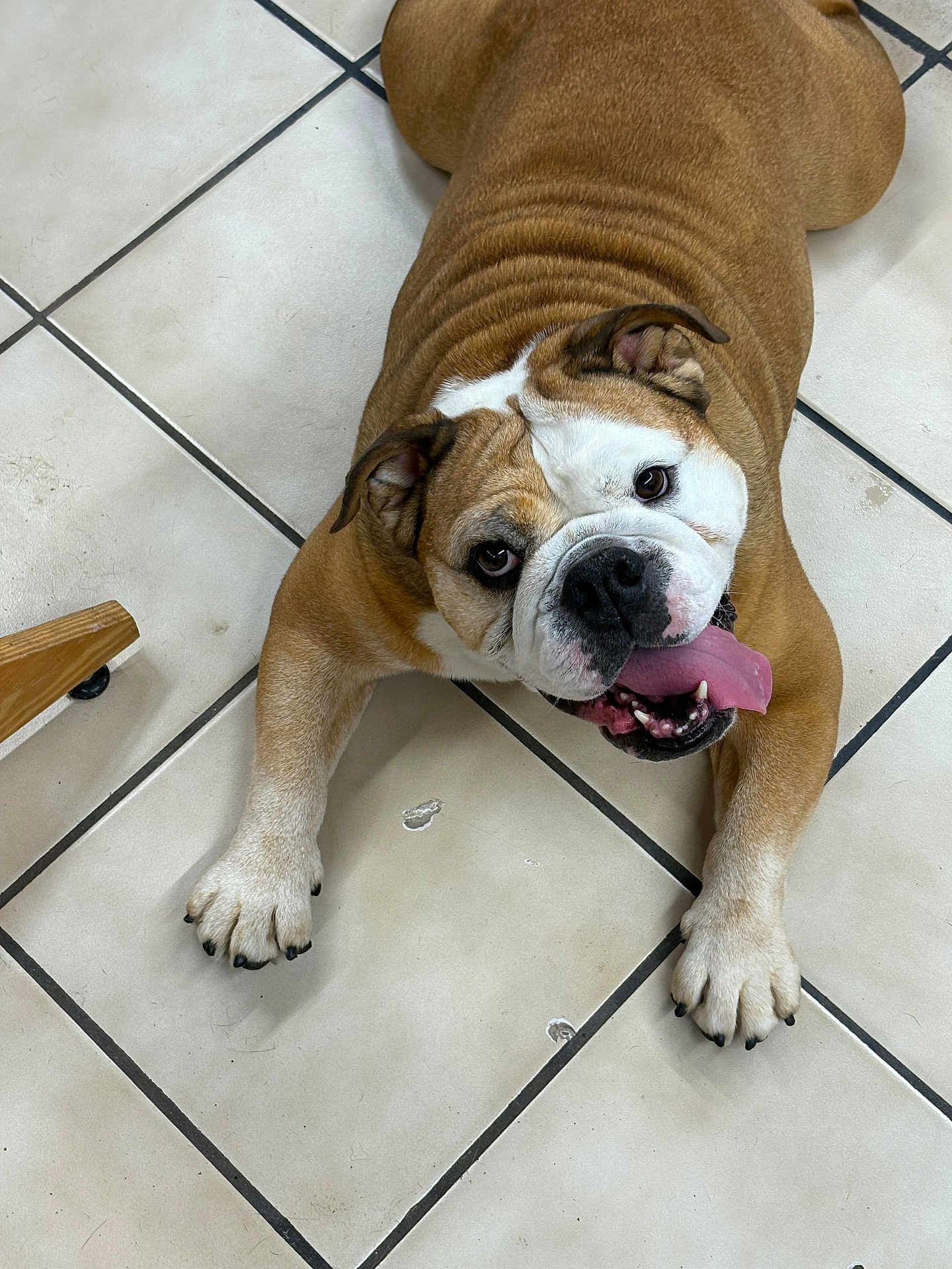 Charlotte is registered to the contest to win money with this photo: bulldog, dog, pet, tongue_out, floor, tile, brown, white, paw, canine, animal, cute, happy, playful, indoor, looking_up, laying_down, companion, mammal, friendly