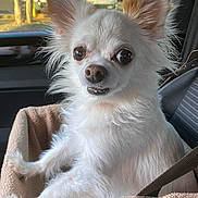 Harley Davidson is registered to the contest to win money with this photo: dog, chihuahua, small_dog, white_fur, big_eyes, pointy_ears, pet_bed, car_interior, seat, window, trees, delivery_van, cute, close_up, portrait, furry, paws, strap, sunlight, adorable