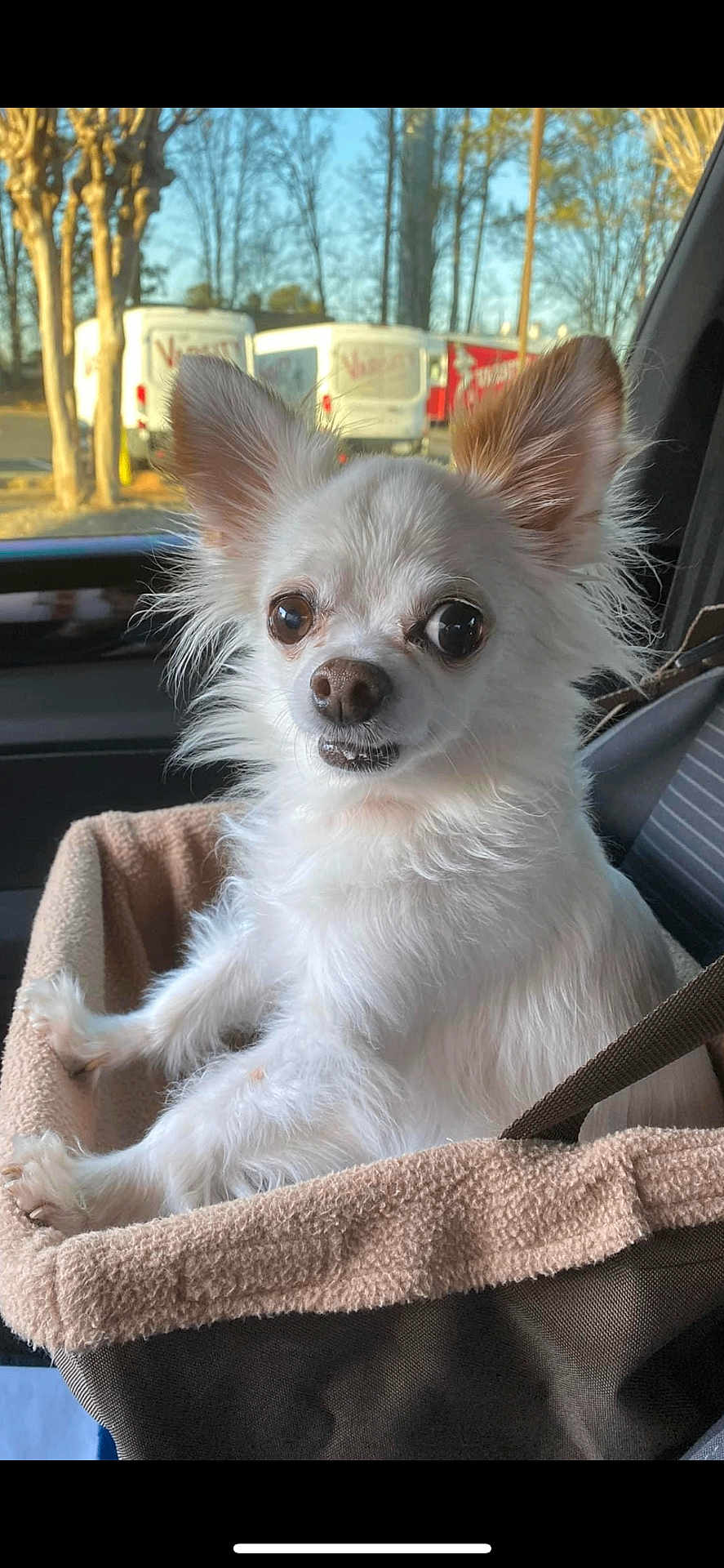 Harley Davidson is registered to the contest to win money with this photo: dog, chihuahua, small_dog, white_fur, big_eyes, pointy_ears, pet_bed, car_interior, seat, window, trees, delivery_van, cute, close_up, portrait, furry, paws, strap, sunlight, adorable