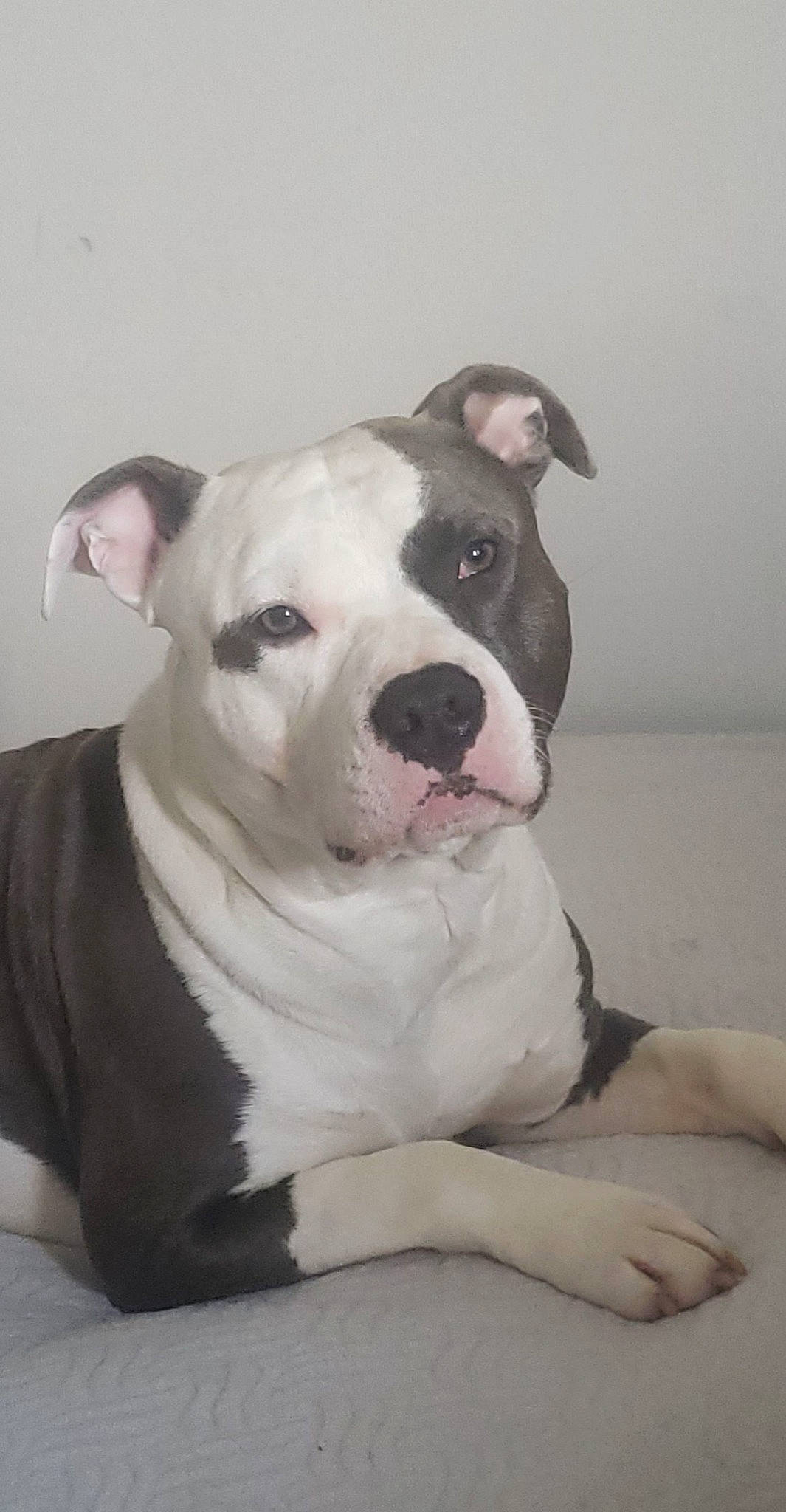 Phalco participe au concours pour gagner de l'argent avec cette photo : canidae, carnivore, collar, comfort, companion_dog, dog, dog_breed, dog_collar, eye, fawn, fur, non_sporting_group, pet_supply, puppy, snout, sporting_group, terrestrial_animal, whiskers, working_animal, working_dog