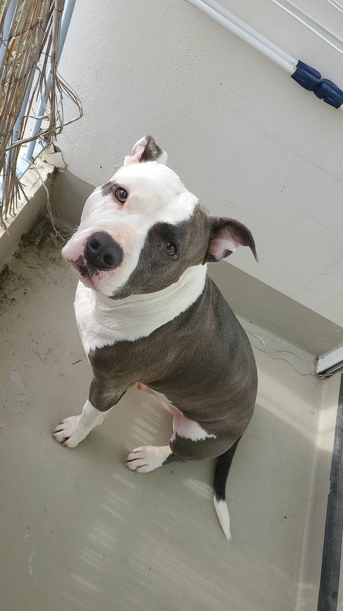 Phalco a rejoint le concours — aidez-le/la à gagner de superbes lots ! bull_and_terrier, bull_terrier, bull_terrier_miniature, carnivore, collar, companion_dog, dog, dog_breed, dog_clothes, dog_collar, dog_supply, english_white_terrier, fawn, grey, old_english_terrier, pet_supply, snout, tail, whiskers, working_animal