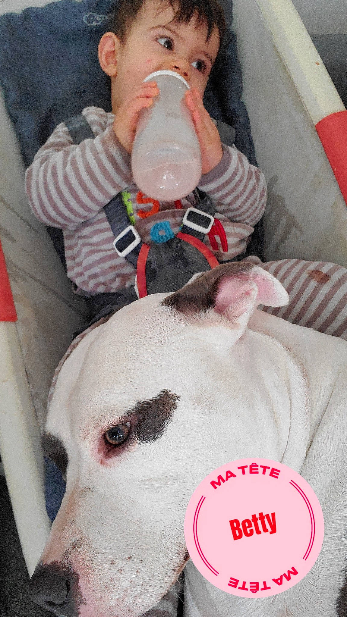 Phalco participe au concours pour gagner de l'argent avec cette photo : baby, baby_bottle, bottle, carmine, carnivore, child, companion_dog, dalmatian, dog, dog_breed, drinking, drinkware, fawn, fur, plastic_bottle, snout, sporting_group, toddler, water_bottle, working_animal