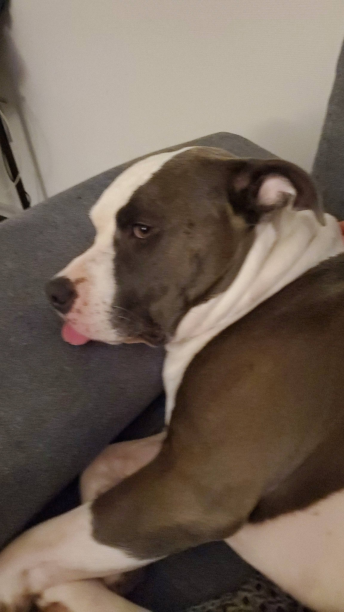 Phalco a rejoint le concours — aidez-le/la à gagner de superbes lots ! bored, canidae, carnivore, comfort, companion_dog, dog, dog_breed, ear, fawn, fur, non_sporting_group, sporting_group, terrestrial_animal, working_animal