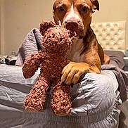 Roscoe joined the competition — help win amazing prizes! dog, teddy_bear, bed, paw, indoor, brown_dog, stuffed_toy, pet, animal, resting, cozy, blanket, furniture, headboard, canine, companion, toy, cute, domestic_animal, comfort