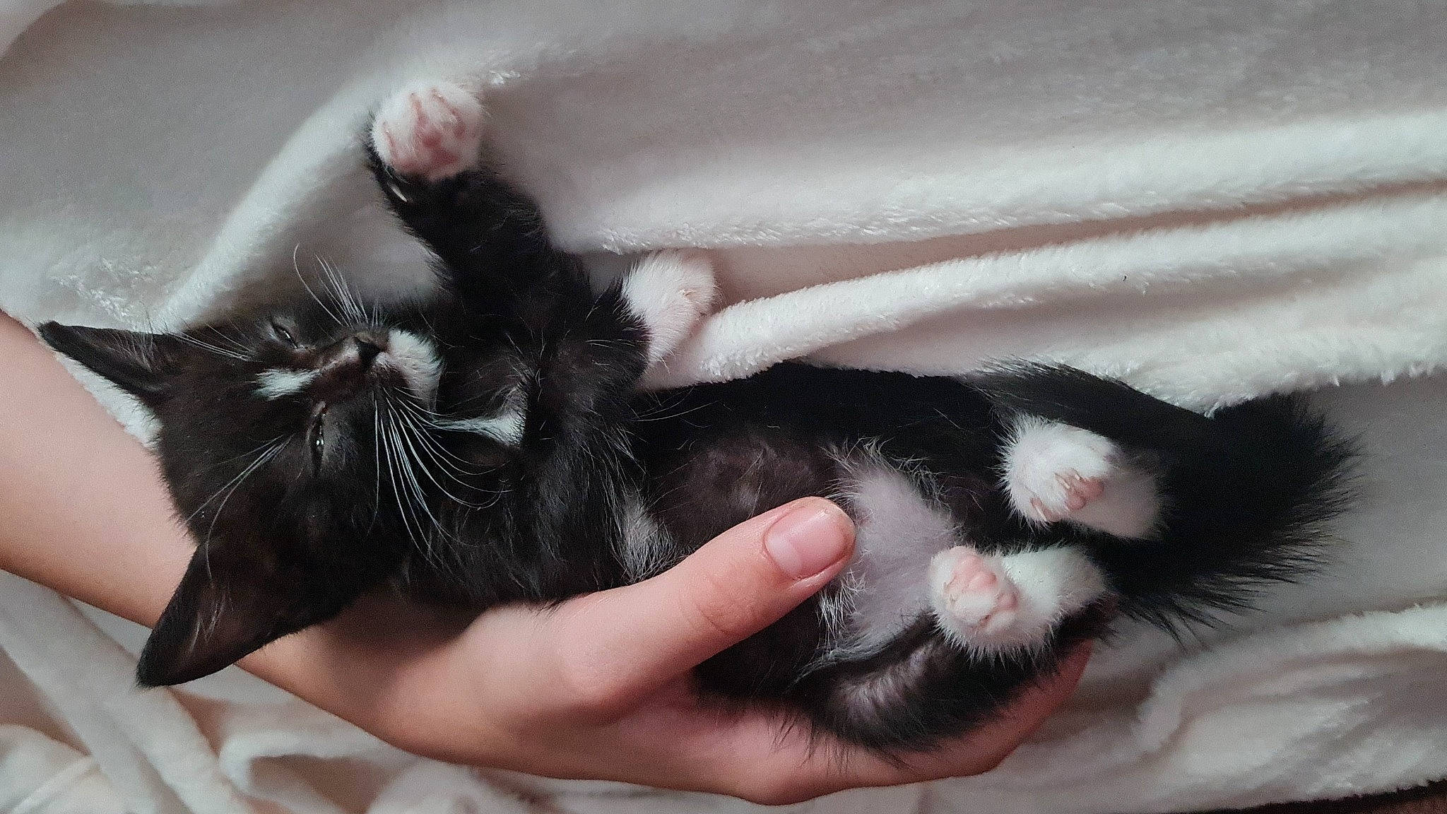 Ernie joined the competition — help win amazing prizes! carnivore, cat, claw, comfort, domestic_short_haired_cat, felidae, finger, foot, fur, gesture, hand, head, human_leg, nail, paw, small_to_medium_sized_cats, snout, thumb, toe, whiskers