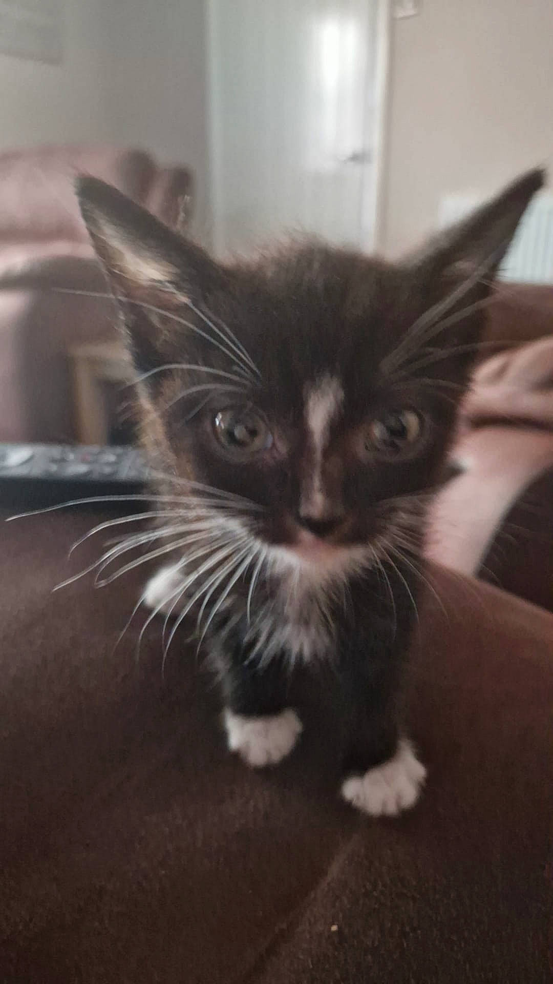 Ernie joined the competition — help win amazing prizes! black_cat, carnivore, cat, claw, domestic_short_haired_cat, ear, eye, felidae, fur, grey, mammal, monochrome_photography, paw, plant, small_to_medium_sized_cats, snout, tail, whiskers