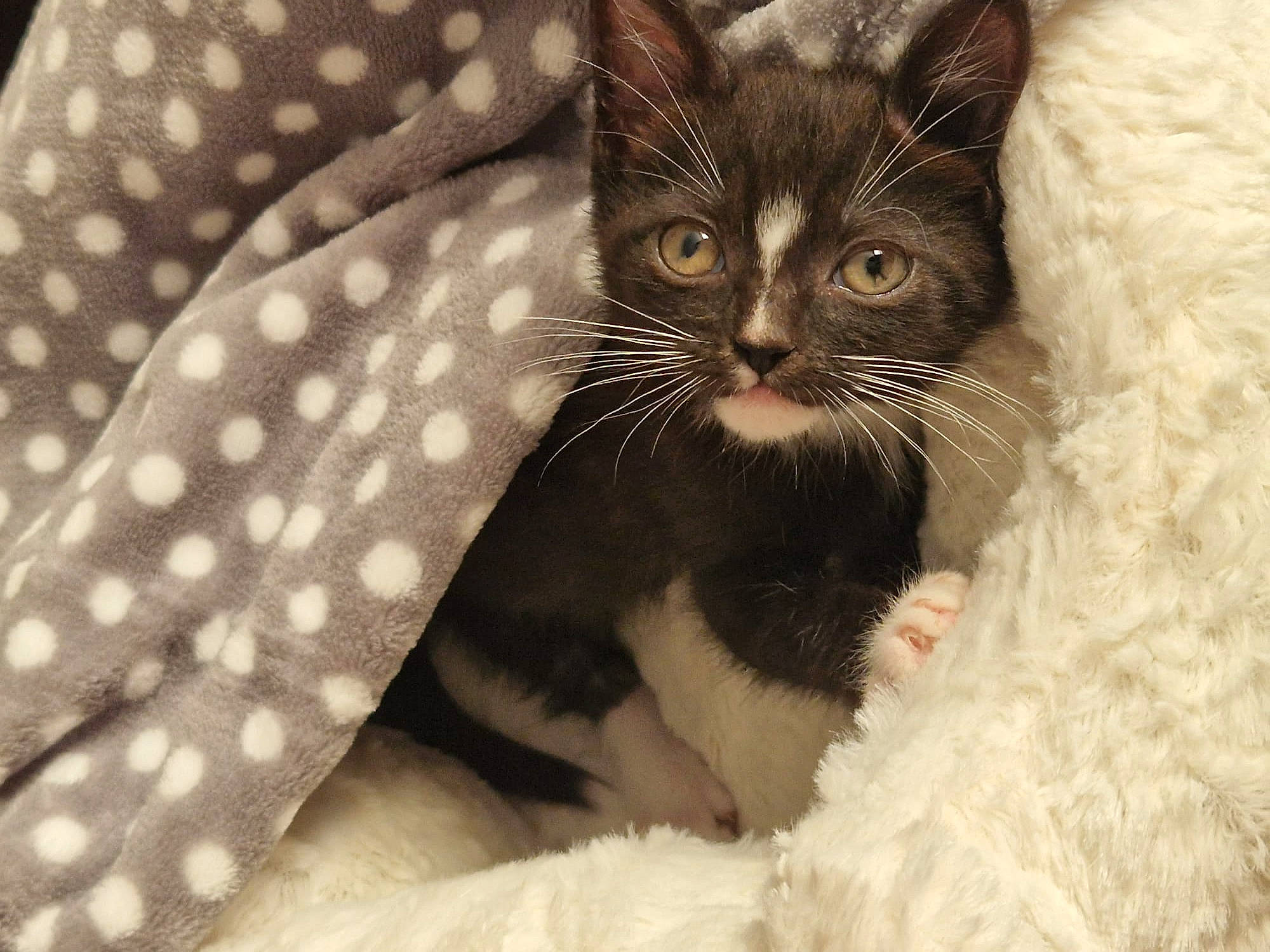 Ernie is registered to the contest to win money with this photo: carnivore, cat, cat_supply, claw, comfort, domestic_short_haired_cat, felidae, fur, monochrome, monochrome_photography, pattern, paw, small_to_medium_sized_cats, snout, tail, terrestrial_animal, whiskers, window