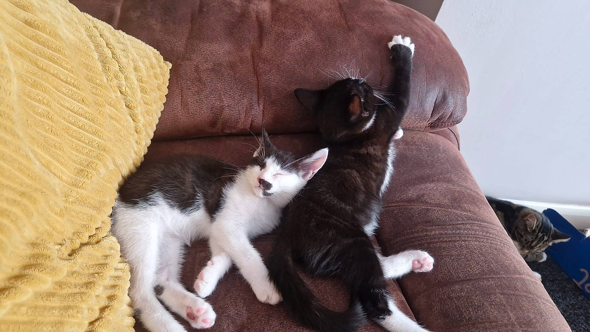 Dotty is registered to the contest to win money with this photo: brown, carnivore, cat, cat_supply, claw, comfort, couch, domestic_short_haired_cat, felidae, fur, hardwood, human_leg, linens, mammal, paw, room, small_to_medium_sized_cats, tail, whiskers, wood