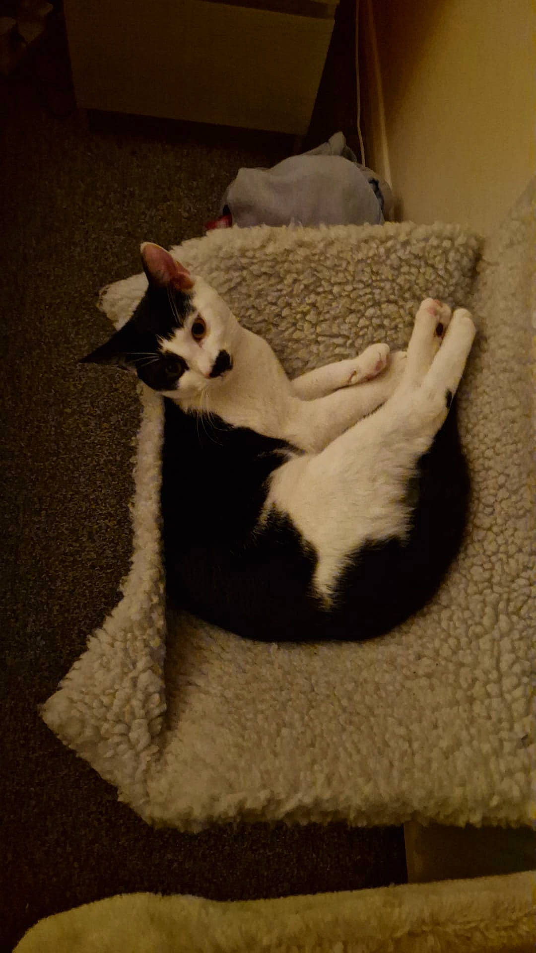 Dotty is registered to the contest to win money with this photo: carnivore, cat, cat_bed, cat_furniture, cat_supply, comfort, domestic_short_haired_cat, fawn, felidae, fur, grey, linens, paw, pet_supply, room, small_to_medium_sized_cats, snout, tail, whiskers, wood