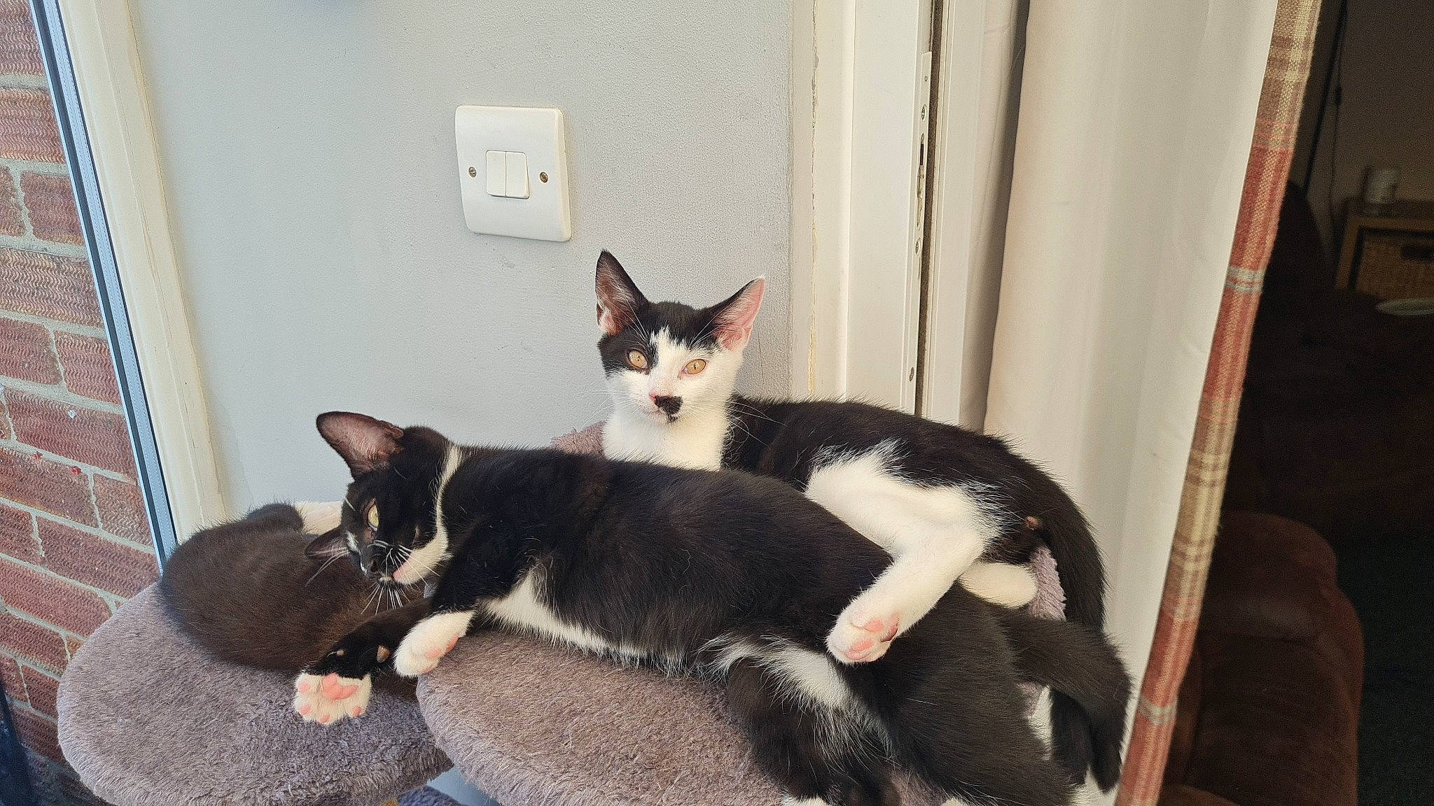 Dotty is registered to the contest to win money with this photo: carnivore, cat, comfort, curtain, domestic_short_haired_cat, felidae, fur, light_switch, paw, room, sitting, small_to_medium_sized_cats, tail, tree, wall_plate, whiskers, window, wood