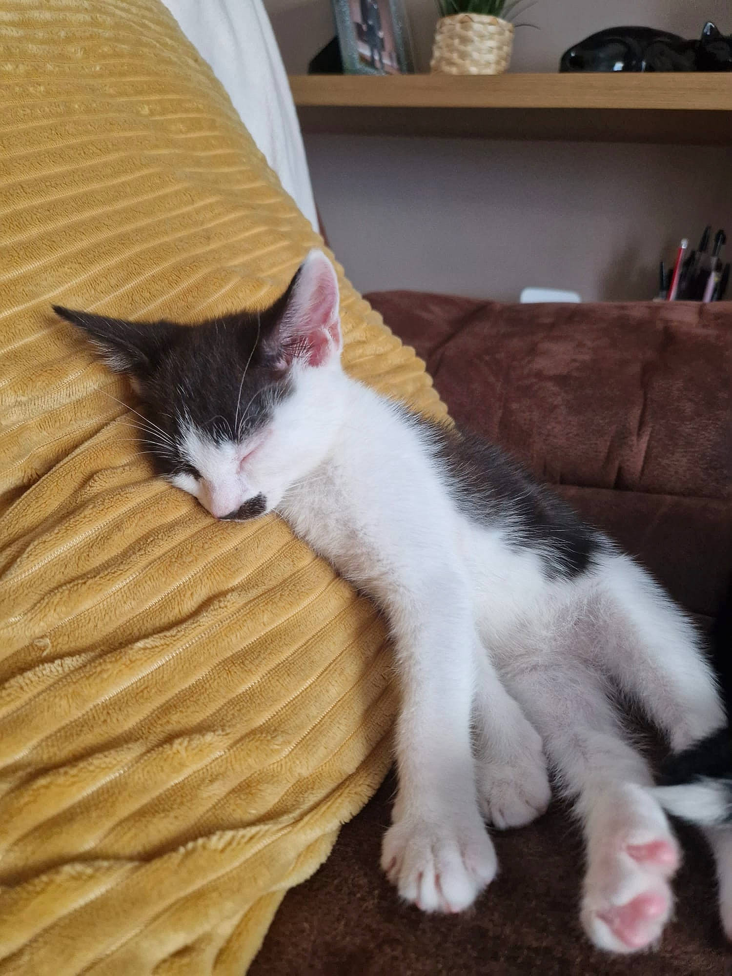 Dotty joined the competition — help win amazing prizes! carnivore, cat, claw, comfort, domestic_short_haired_cat, felidae, foot, fur, hardwood, human_leg, lap, paw, room, shelf, shelving, small_to_medium_sized_cats, snout, tail, whiskers, wood