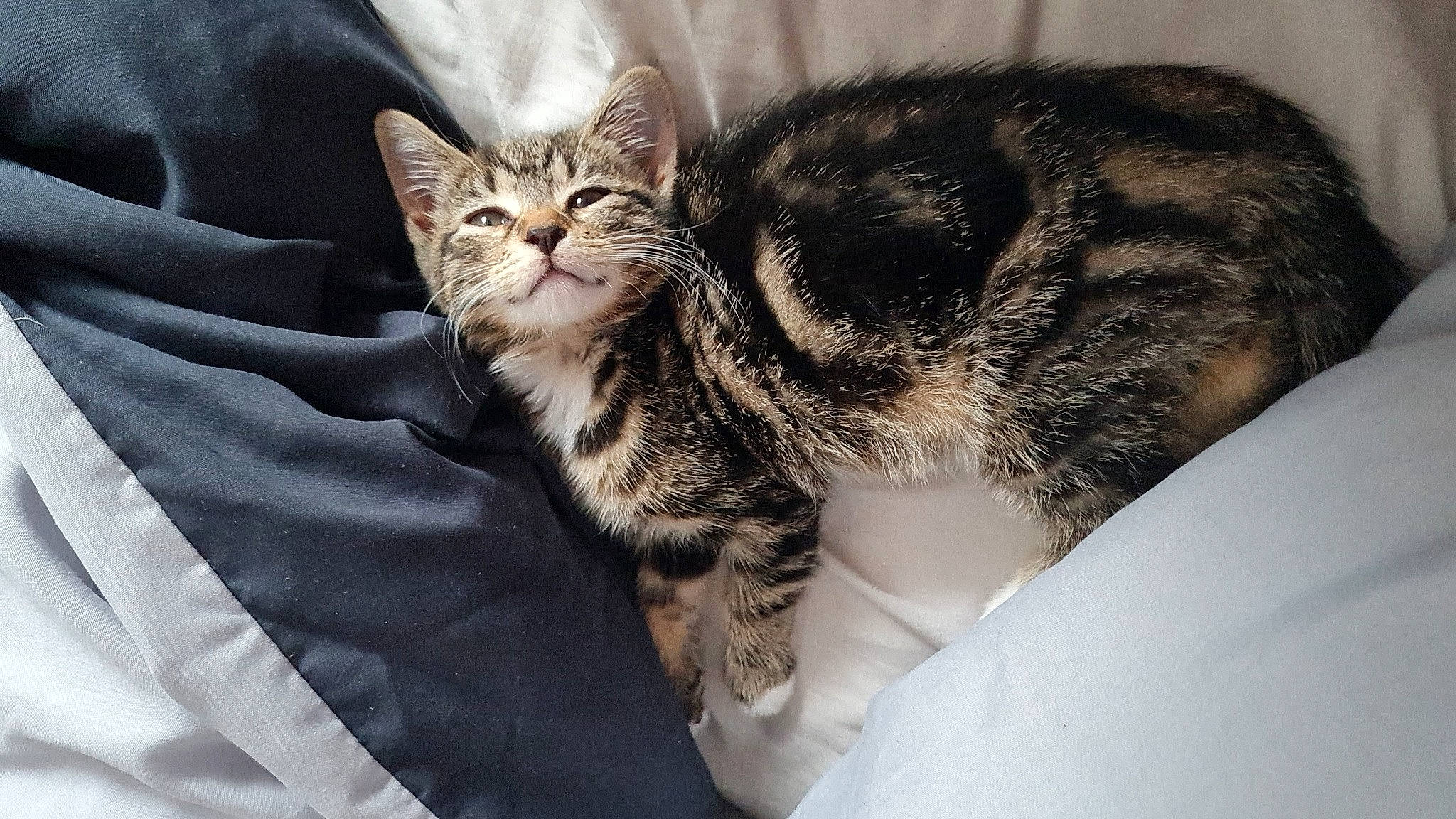 Minnie joined the competition — help win amazing prizes! carnivore, cat, claw, comfort, domestic_short_haired_cat, ear, felidae, fur, linens, nap, paw, sitting, sleep, small_to_medium_sized_cats, snout, tail, terrestrial_animal, whiskers, wildlife