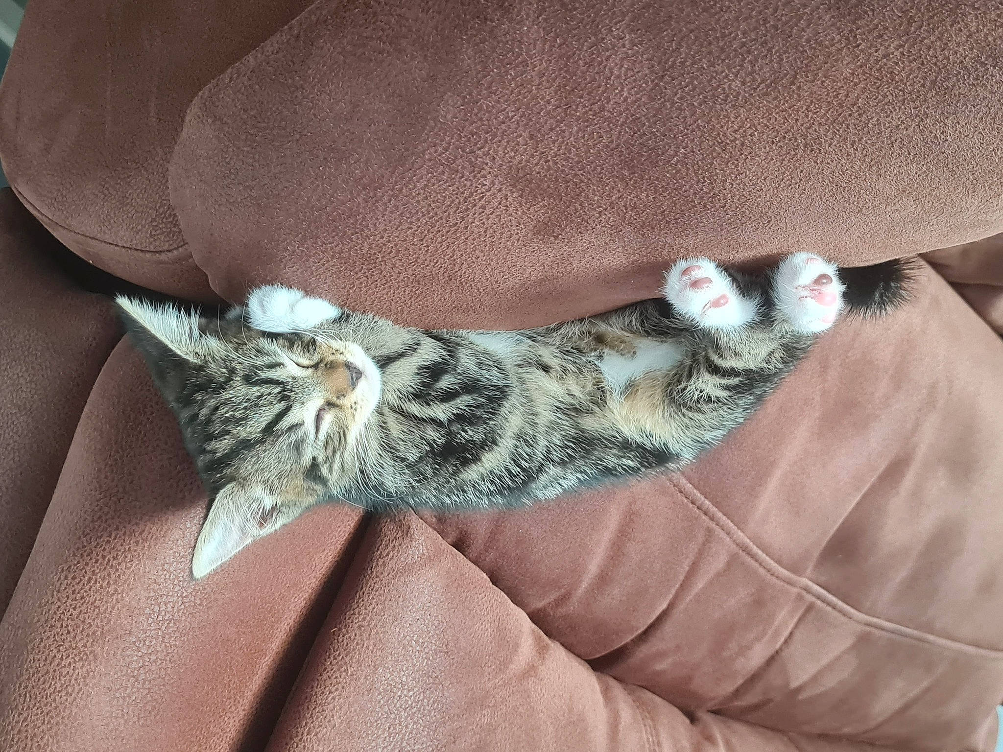 Minnie is registered to the contest to win money with this photo: carnivore, cat, claw, comfort, domestic_short_haired_cat, felidae, fur, grey, nail, pattern, paw, small_to_medium_sized_cats, tail, vertebrate, whiskers