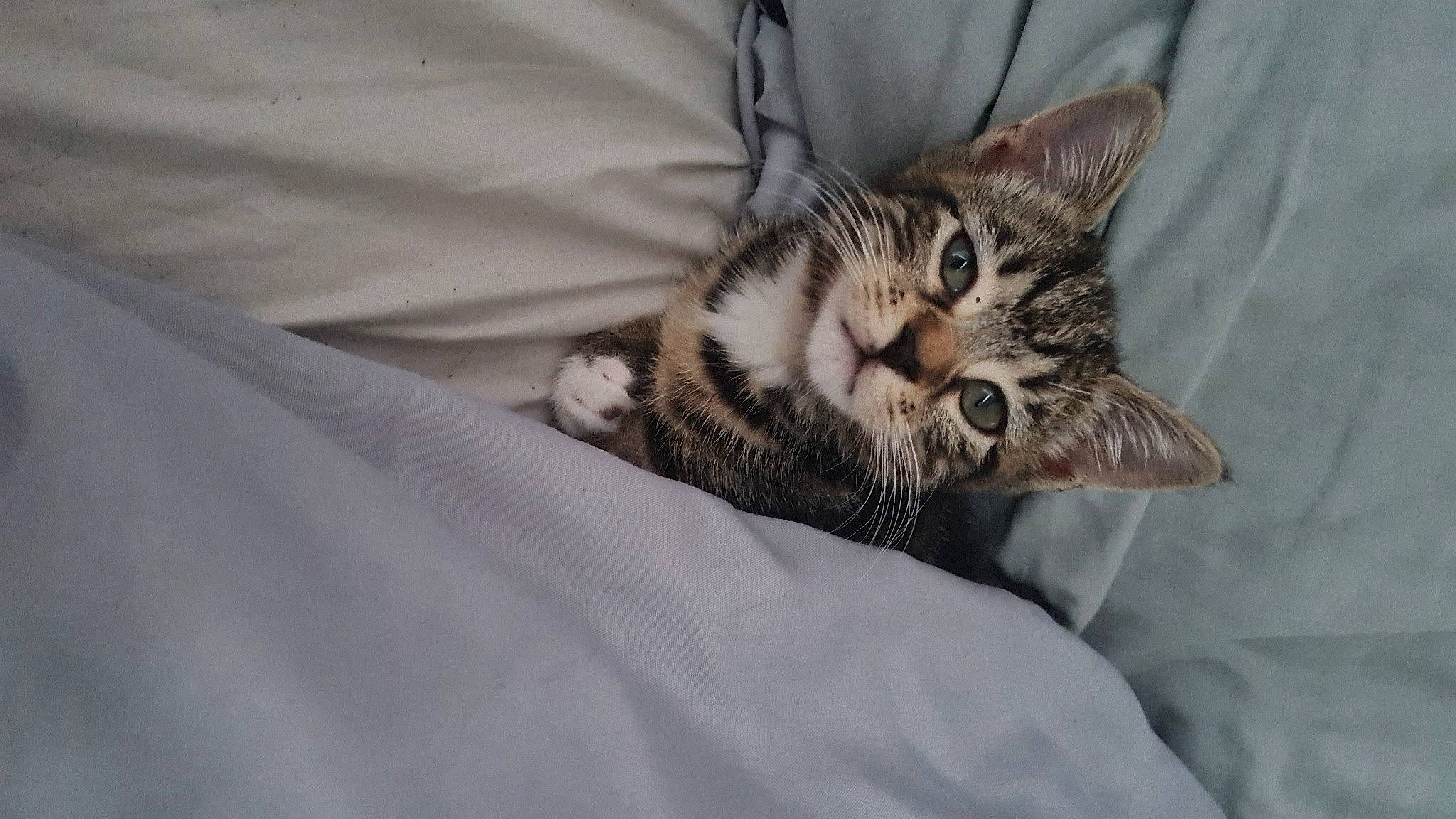 Minnie is registered to the contest to win money with this photo: bedding, carnivore, cat, claw, comfort, domestic_short_haired_cat, felidae, fur, grey, linens, nap, paw, sleep, small_to_medium_sized_cats, snout, terrestrial_animal, whiskers, wildlife