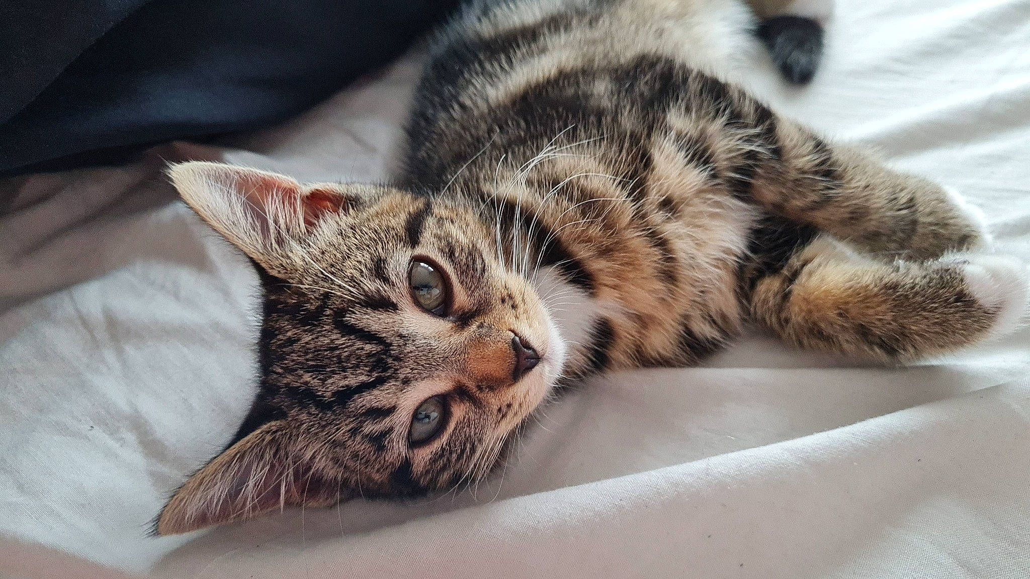 Minnie is registered to the contest to win money with this photo: carnivore, cat, claw, comfort, domestic_short_haired_cat, ear, felidae, fur, nap, paw, sleep, small_to_medium_sized_cats, snout, terrestrial_animal, whiskers