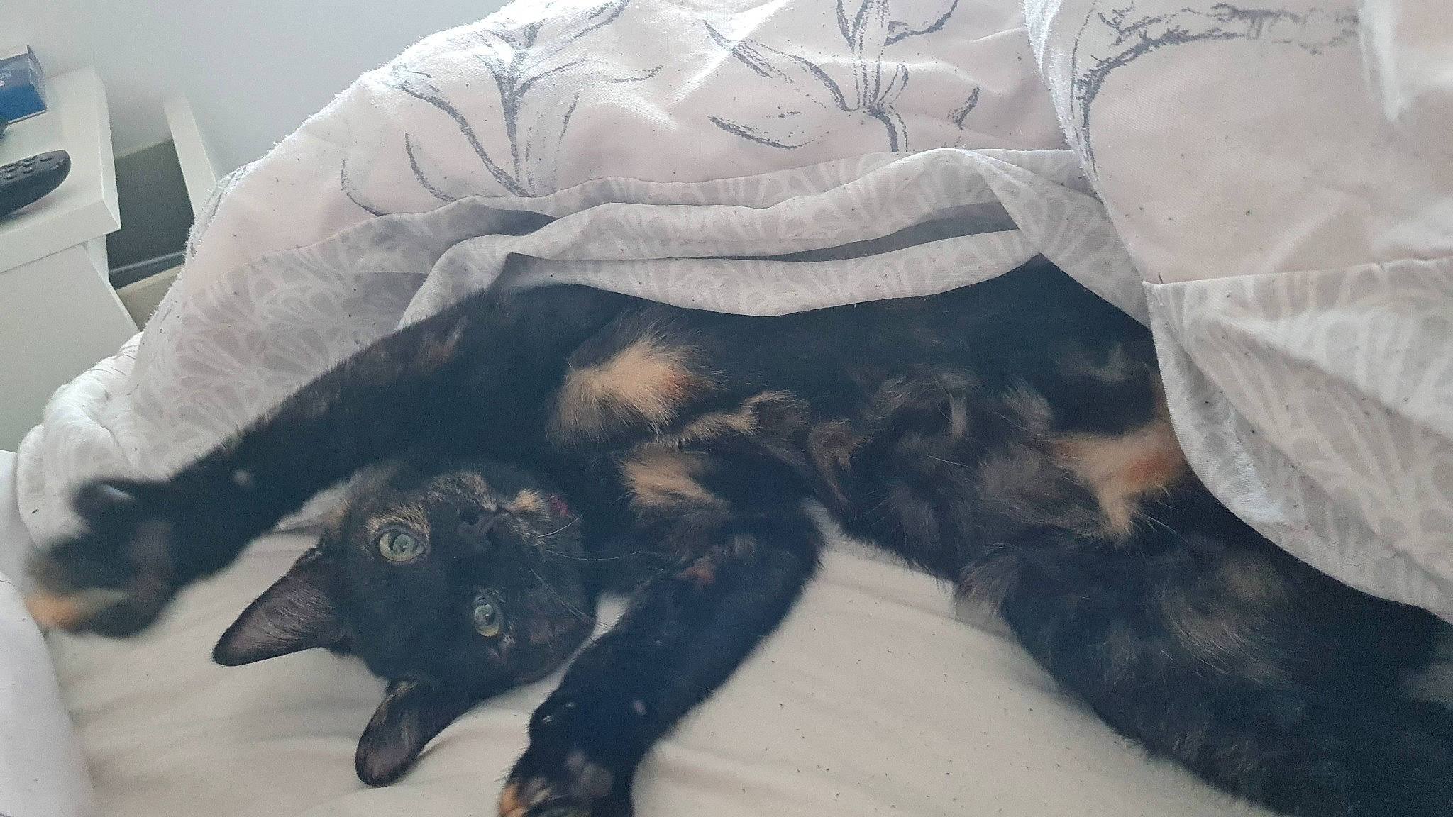 Lola joined the competition — help win amazing prizes! bed, black_cat, carnivore, cat, claw, comfort, companion_dog, dog_breed, felidae, fur, grey, linens, nap, paw, small_to_medium_sized_cats, snout, sporting_group, tail, textile, whiskers