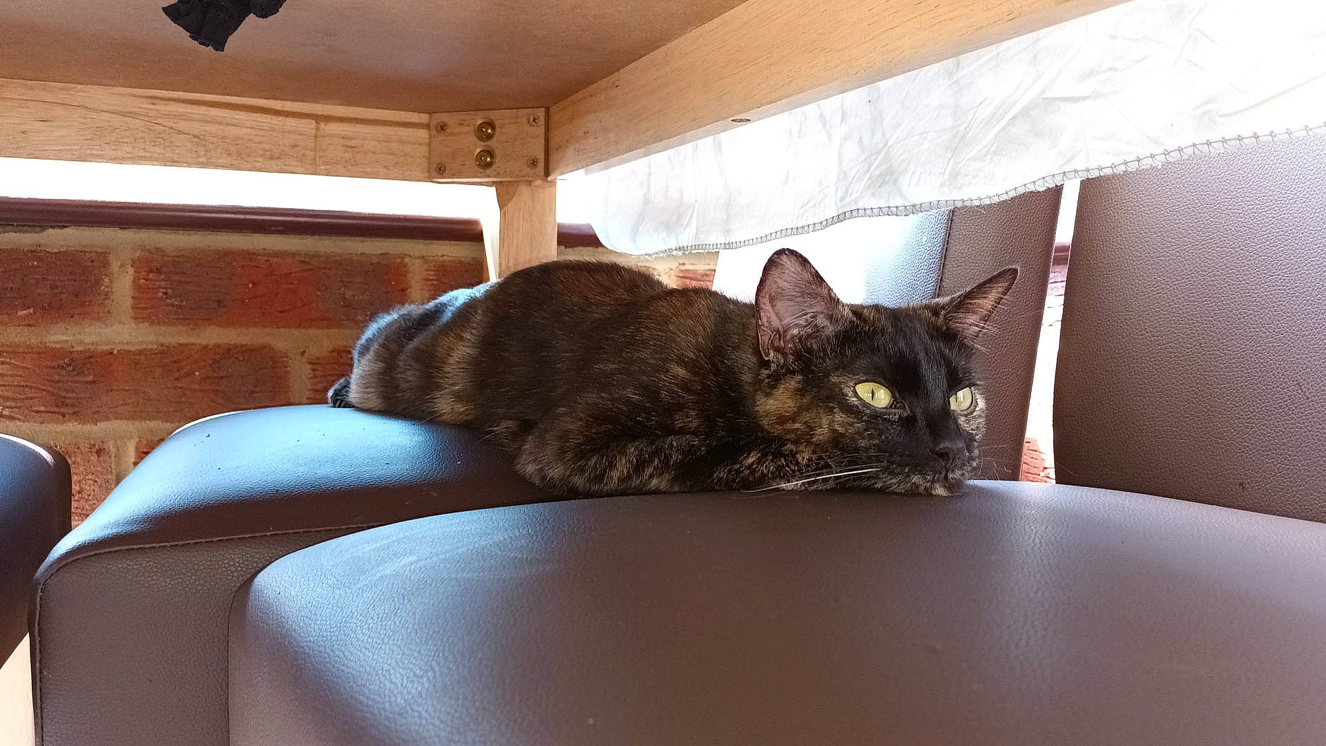 Lola joined the competition — help win amazing prizes! black_cat, carnivore, cat, cat_supply, chair, comfort, couch, domestic_short_haired_cat, felidae, fur, hardwood, linens, room, slipcover, small_to_medium_sized_cats, table, tail, whiskers, window, wood