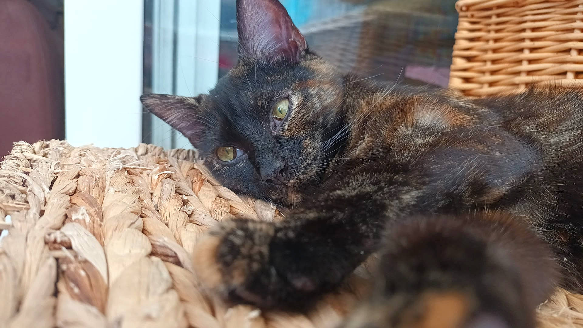 Lola is registered to the contest to win money with this photo: carnivore, cat, claw, comfort, domestic_short_haired_cat, felidae, fur, paw, small_to_medium_sized_cats, snout, terrestrial_animal, whiskers, wood