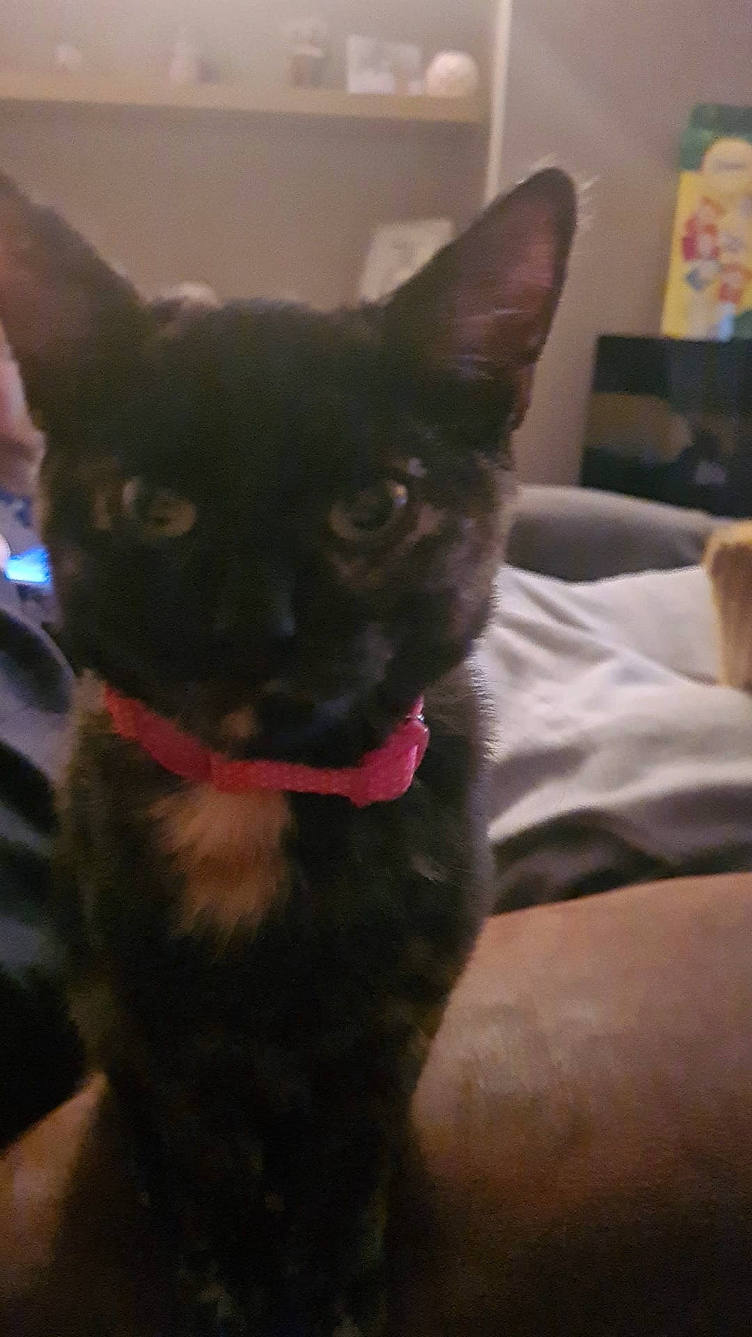 Lola joined the competition — help win amazing prizes! black_cat, canidae, carmine, carnivore, cat, claw, comfort, dog_breed, domestic_short_haired_cat, ear, felidae, fur, non_sporting_group, paw, small_to_medium_sized_cats, snout, tail, terrestrial_animal, whiskers, working_animal