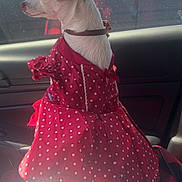Coconut is registered to the contest to win money with this photo: dog, small_dog, chihuahua, red_dress, polka_dot, pet_clothing, car_interior, blanket, window, ear, side_view, pet, animal, cute, sitting, looking_out, collar, sunlight, daytime, transport