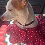 Coconut is registered to the contest to win money with this photo: dog, small_dog, clothing, red_dress, polka_dot, car_interior, blanket, red_and_black_checkered, painted_nails, pink_nails, pet, sitting, looking_sideways, collar, fur, paw, daylight, seated, domestic_animal, cute