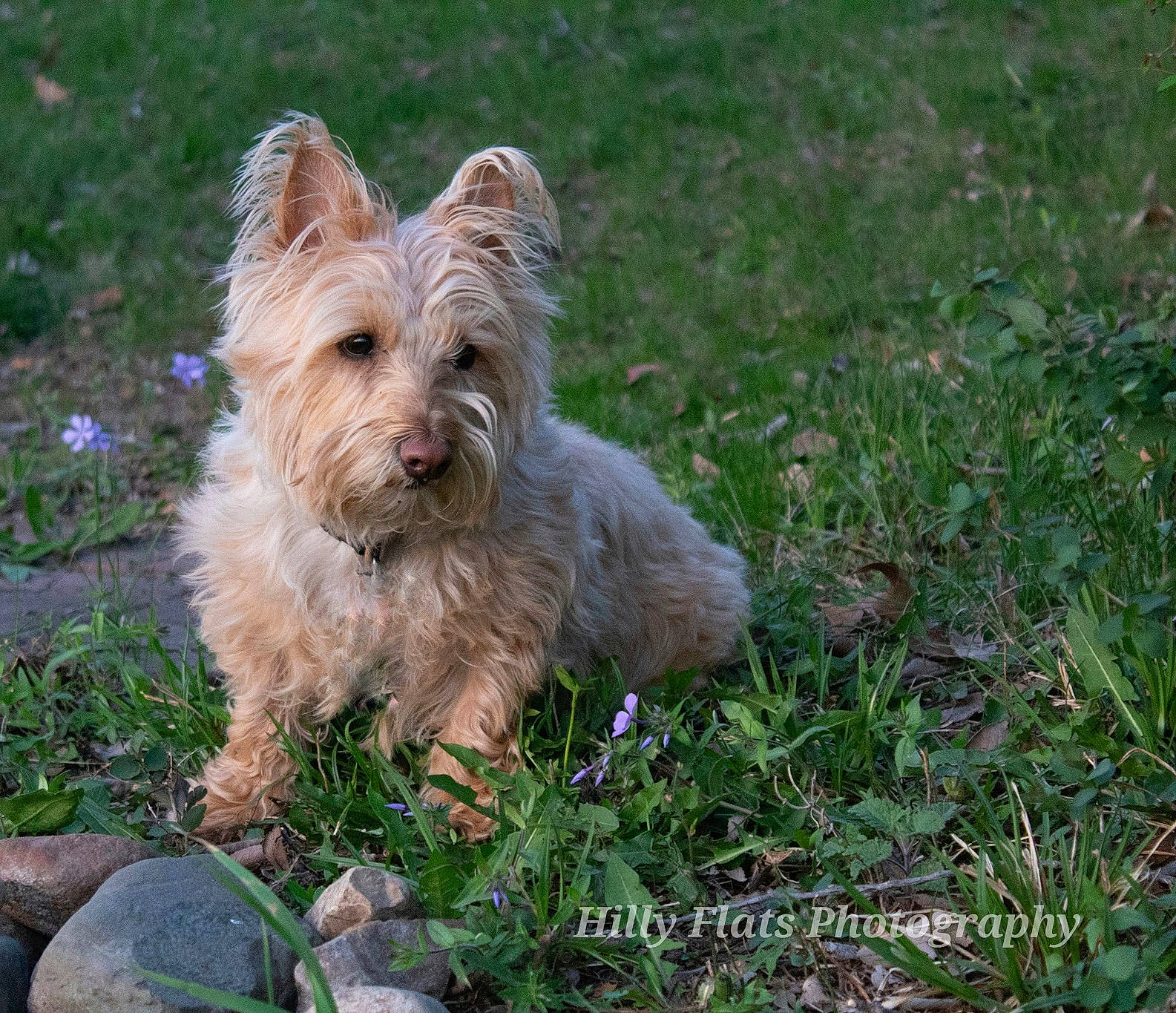 Ellie Bell is registered to the contest to win money with this photo: biewer_terrier, canidae, carnivore, companion_dog, dog, dog_breed, dog_supply, grass, groundcover, plant, small_terrier, sporting_group, terrestrial_animal, terrier, toy_dog, working_animal, working_terrier, yorkshire_terrier