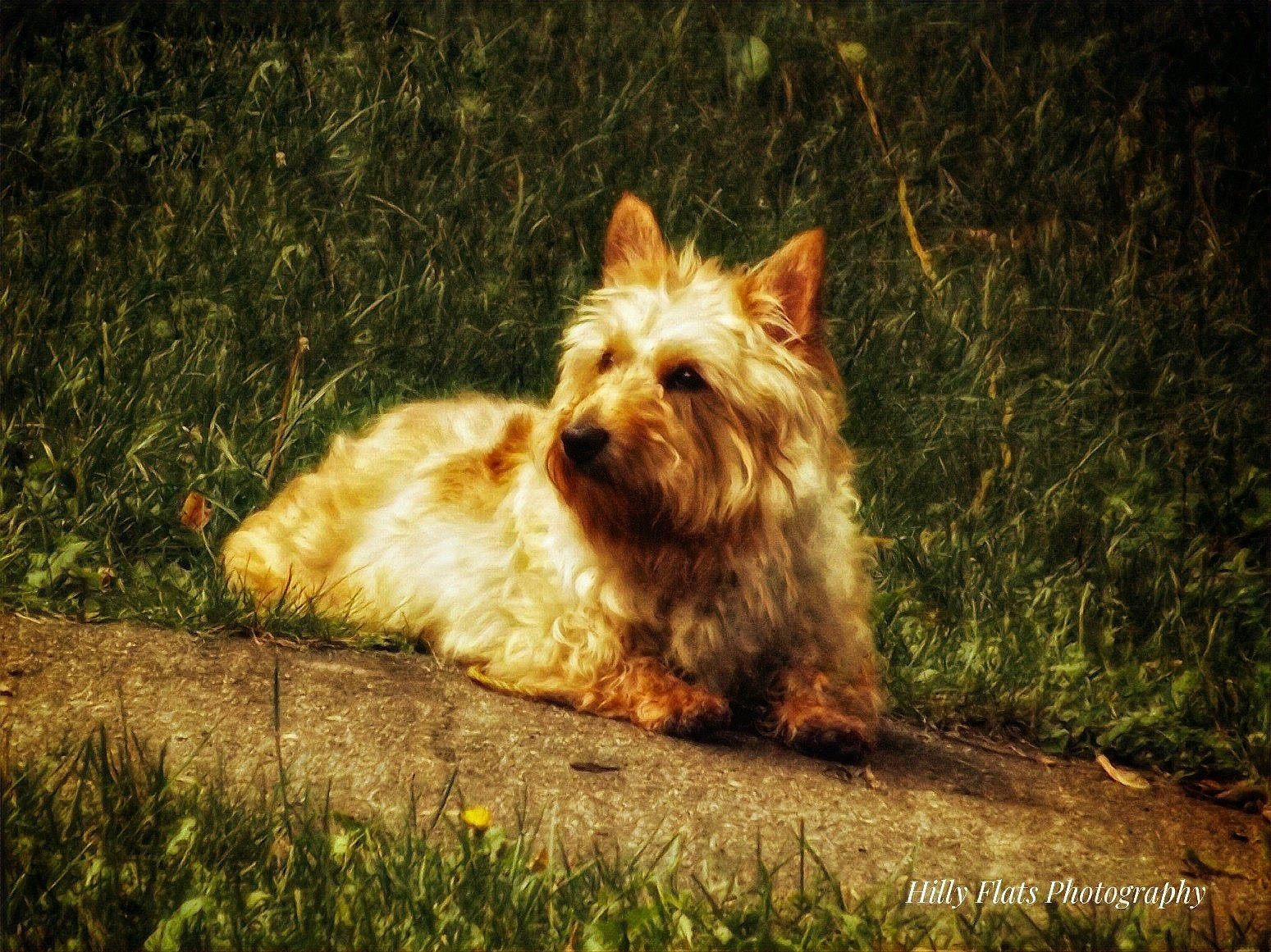 Ellie Bell is registered to the contest to win money with this photo: biewer_terrier, canidae, carnivore, clock, companion_dog, dog, dog_breed, fawn, fur, grass, heat, plant, small_terrier, snout, sporting_group, tail, terrestrial_animal, terrier, toy_dog, water_dog