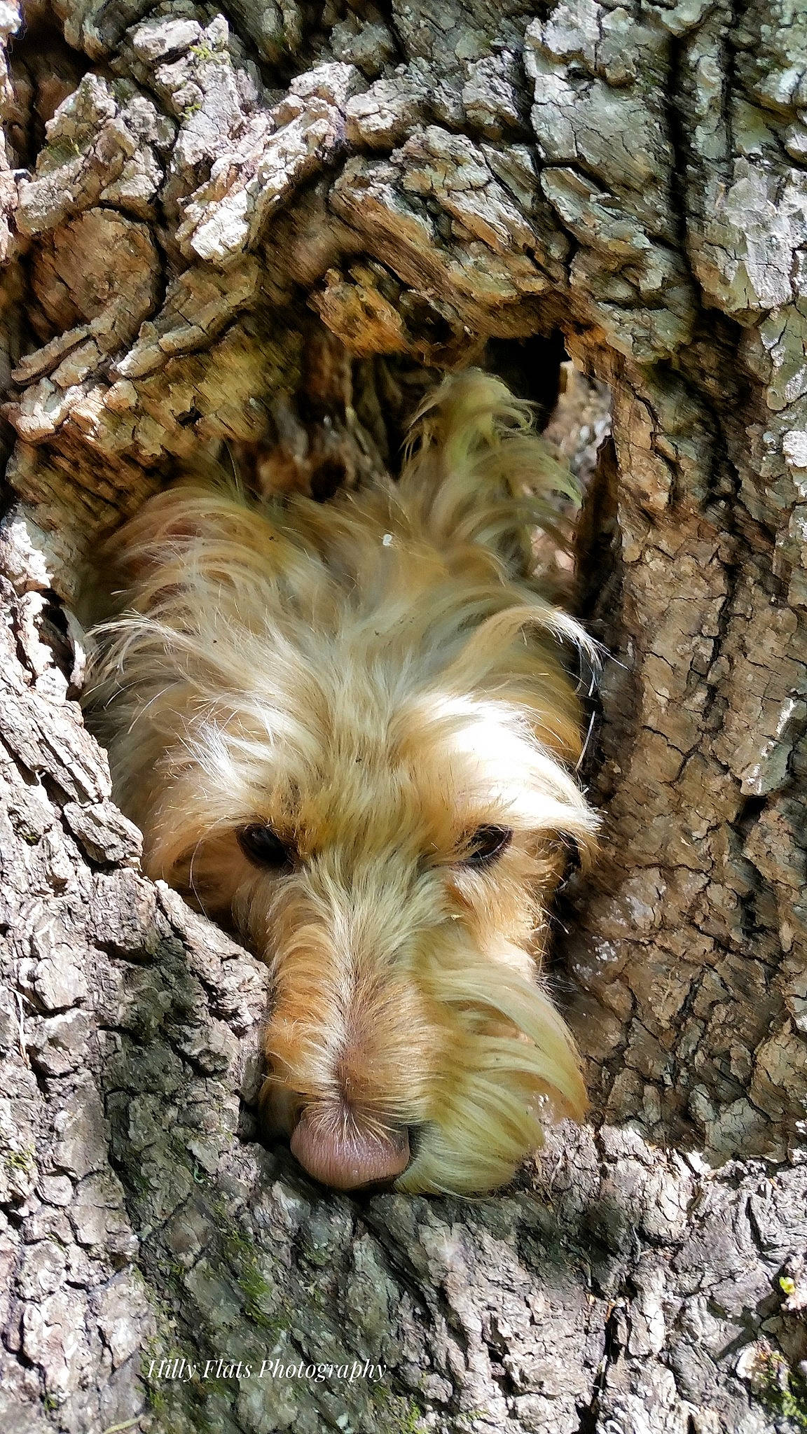 Ellie Bell is registered to the contest to win money with this photo: bedrock, canidae, carnivore, companion_dog, dog, dog_breed, fawn, fur, grass, liver, rock, small_terrier, snout, soil, sporting_group, terrestrial_animal, terrier, trunk, wildlife, wood