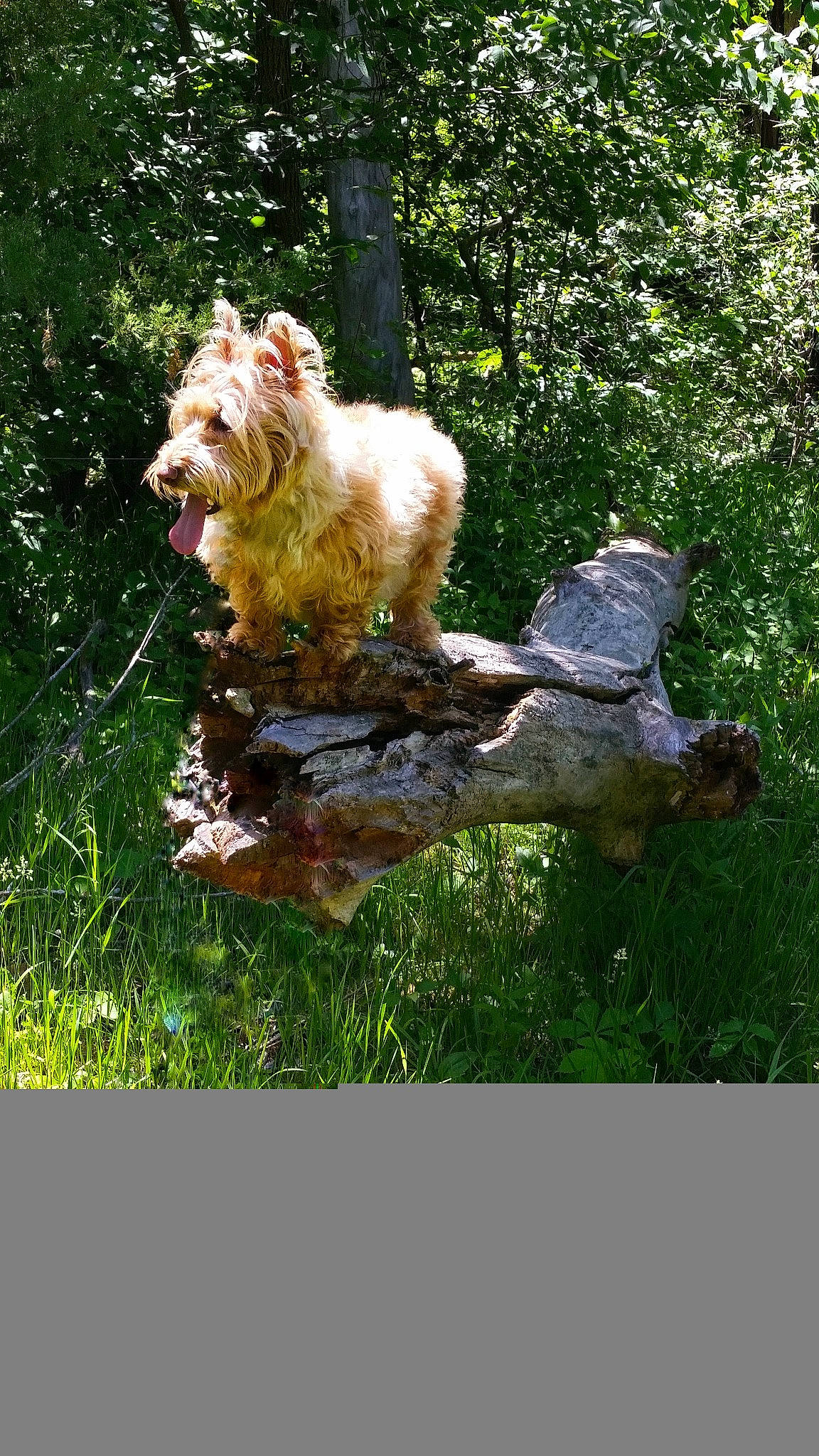 Ellie Bell is registered to the contest to win money with this photo: art, canidae, carnivore, companion_dog, dog, dog_breed, fawn, felidae, garden, grass, plant, small_terrier, sporting_group, tail, terrestrial_animal, terrier, tree, trunk, water_dog, wood