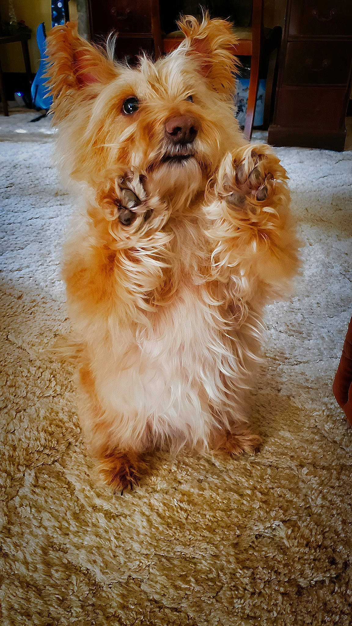 Ellie Bell joined the competition — help win amazing prizes! canidae, carnivore, companion_dog, dog, dog_breed, dog_supply, fawn, flooring, fur, liver, non_sporting_group, pomeranian, small_terrier, sporting_group, terrier, toy_dog, whiskers, wood, working_animal, yorkipoo