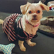 Maya Gonzalez is registered to the contest to win money with this photo: dog, small_dog, pet, clothing, striped_dress, toy, bone_shaped_toy, indoor, fur, cute, alert, collar, pink_collar, animal, domestic_animal, standing, brown, white_fur, black_surface, household