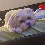 Maya Gonzalez is registered to the contest to win money with this photo: animal, bed, blanket, companion, cozy, cute, cute_pet, dog, domestic, fluffy, fur, indoor, lying_down, paw, pet, relaxing, resting, sleepy, small_dog, white_dog