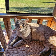 Dusty is registered to the contest to win money with this photo: animal, blanket, blue_eyes, calm, cat, cozy, daylight, domestic_animal, feline, fur, mesh_screen, nature, outdoor, pet, porch, quiet, relaxed, resting, sunlight, wooden_railing