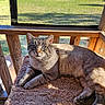 cat, animal, pet, feline, blue_eyes, resting, sunlight, porch, wooden_railing, blanket, cozy, outdoor, mesh_screen, fur, relaxed, daylight, nature, domestic_animal, quiet, calm
