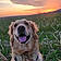 Sadie