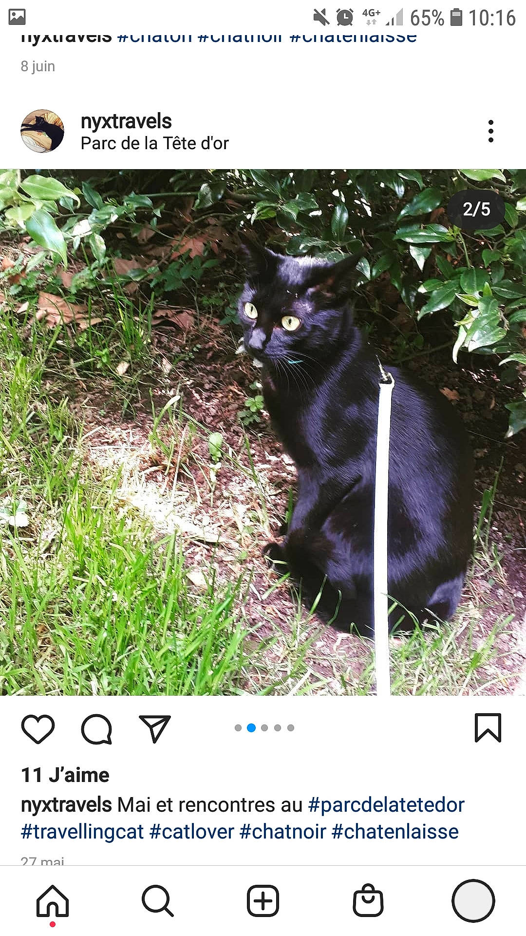 Nyx participe au concours pour gagner de l'argent avec cette photo : adaptation, black_cat, bombay, carnivore, cat, dog_breed, domestic_short_haired_cat, felidae, font, fur, grass, groundcover, organism, photo_caption, plant, small_to_medium_sized_cats, soil, terrestrial_animal, terrestrial_plant, whiskers