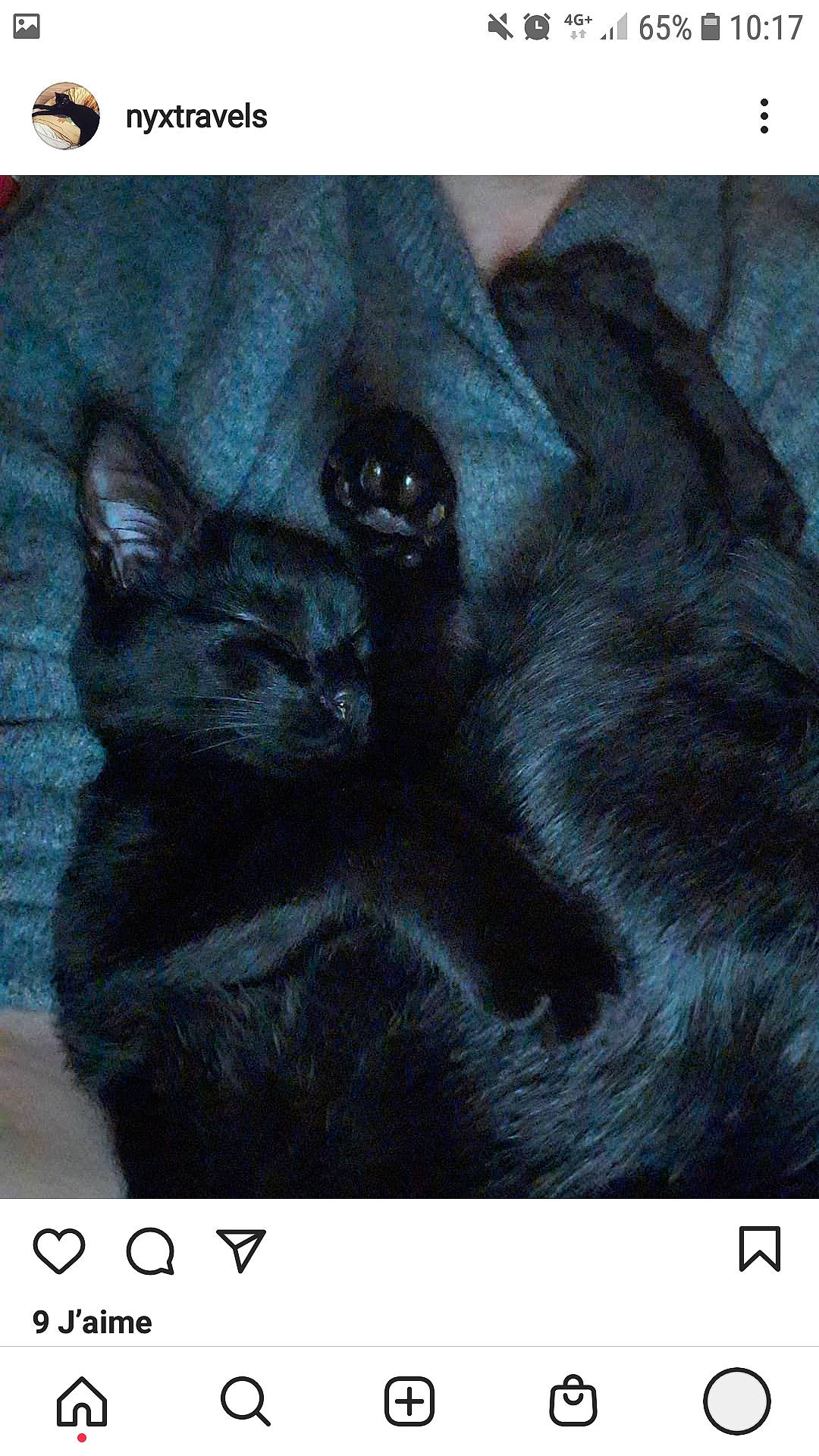 Nyx a rejoint le concours — aidez-le/la à gagner de superbes lots ! black_cat, bombay, carnivore, cat, claw, domestic_short_haired_cat, electric_blue, felidae, font, fur, gesture, organism, paw, photo_caption, small_to_medium_sized_cats, snout, tail, terrestrial_animal, whiskers, wildlife