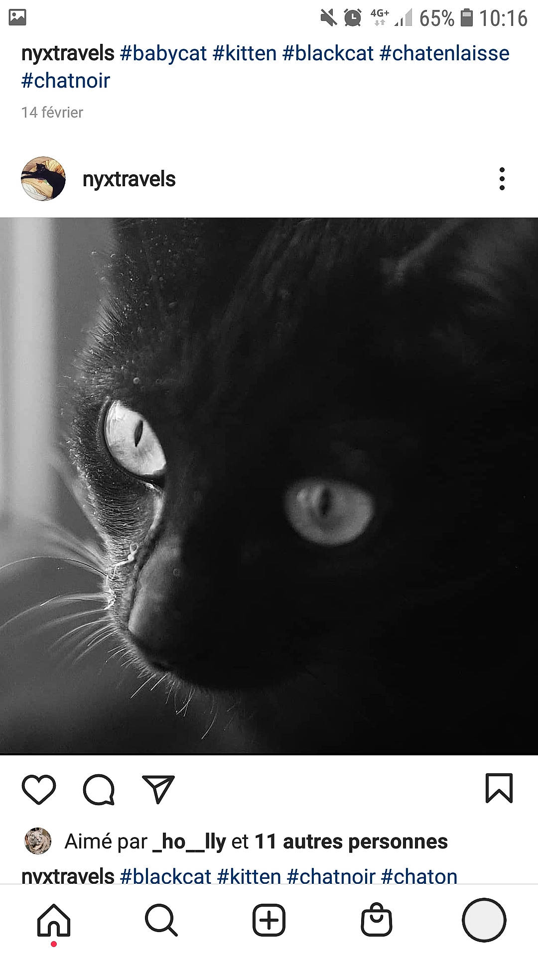 Nyx participe au concours pour gagner de l'argent avec cette photo : adaptation, bombay, carnivore, cat, felidae, font, fur, internet_meme, iris, monochrome_photography, organism, photo_caption, plant, small_to_medium_sized_cats, snout, stock_photography, terrestrial_animal, whiskers