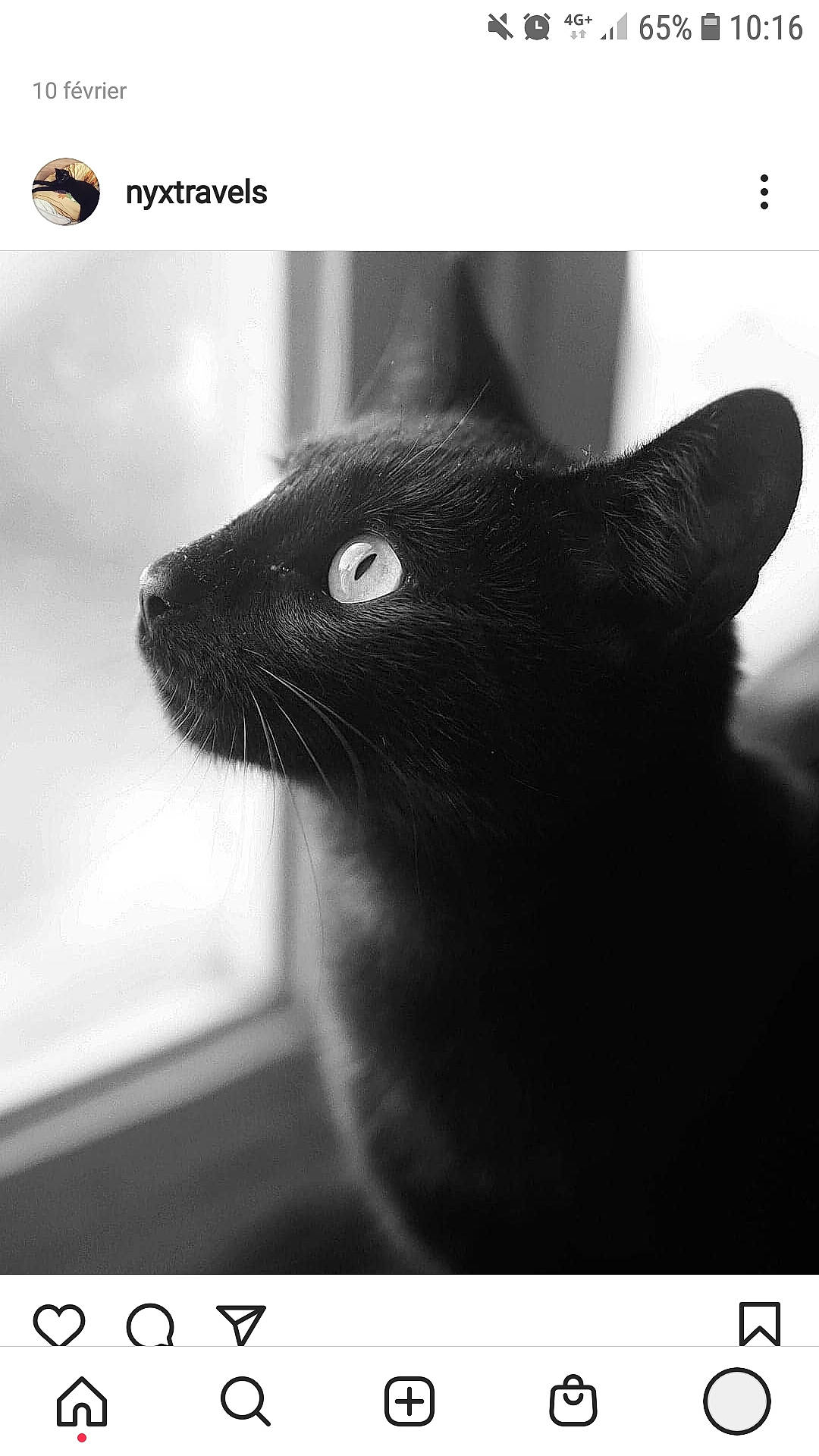 Nyx a rejoint le concours — aidez-le/la à gagner de superbes lots ! black_and_white, black_cat, carnivore, cat, close_up, domestic_short_haired_cat, felidae, fur, grey, iris, line, mammal, monochrome, monochrome_photography, small_to_medium_sized_cats, snout, stock_photography, vertebrate, whiskers, white