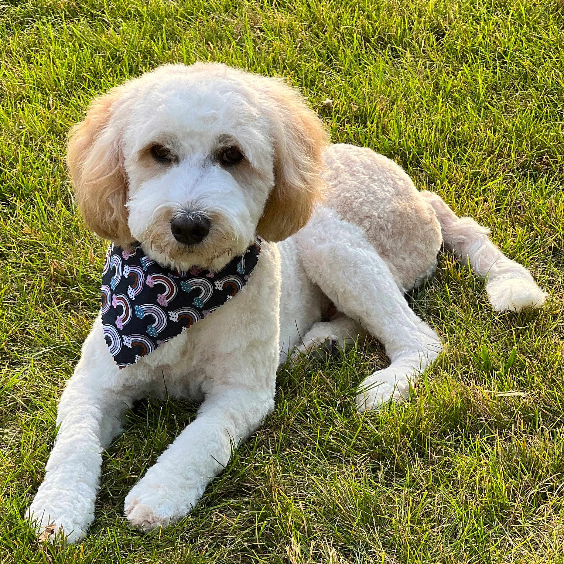 Britta joined the competition — help win amazing prizes! accessories, animal, bandana, canine, dog, field, formalwear, grass, grassland, headband, lawn, nature, outdoors, pet, plant, poodle, puppy, terrier, tie, whitedog