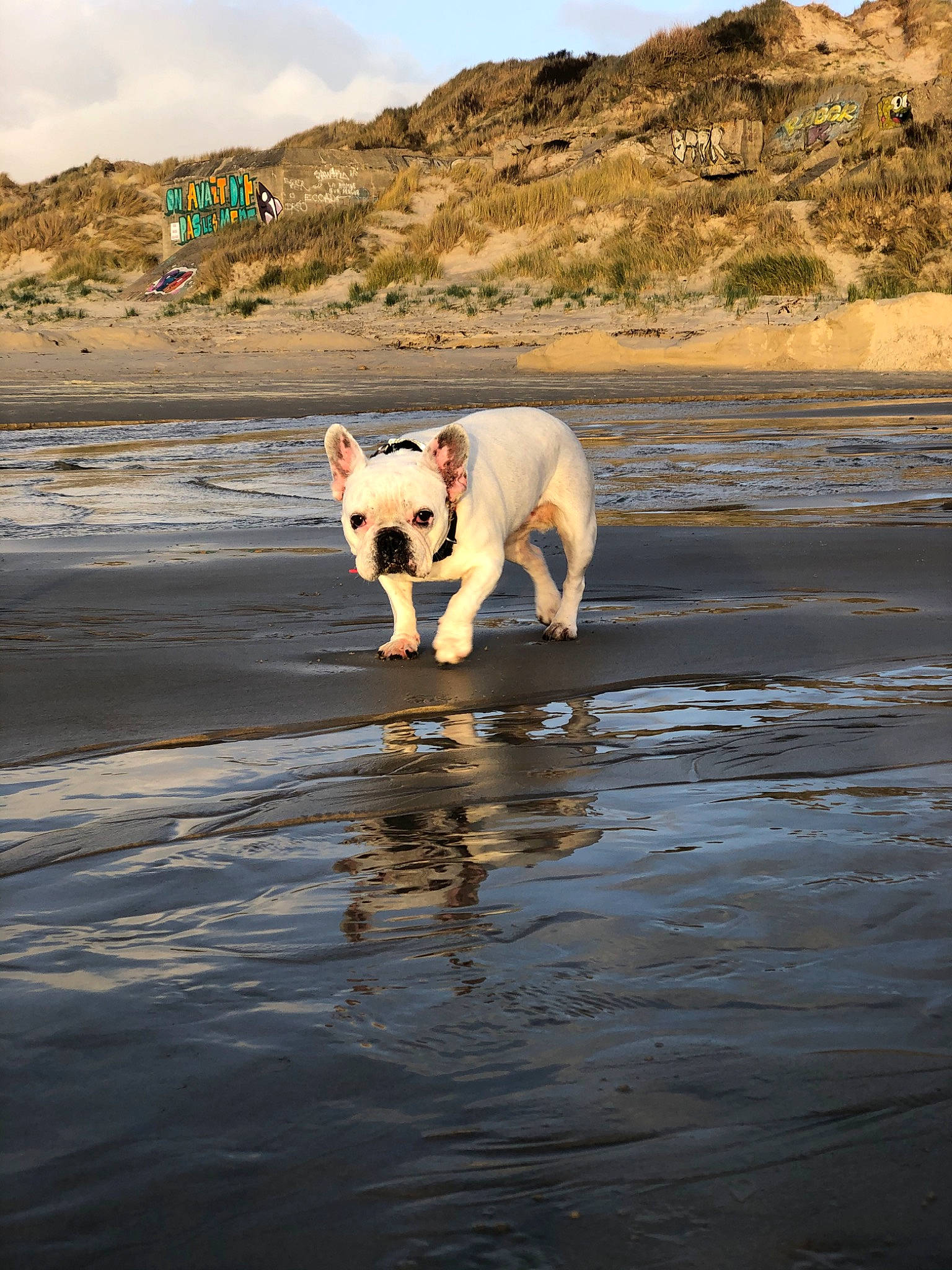 Strass participe au concours pour gagner de l'argent avec cette photo : american_bulldog, beach, bulldog, canidae, carnivore, coast, dog, dog_breed, fawn, french_bulldog, mammal, non_sporting_group, ocean, olde_english_bulldogge, sand, sea, sky, sporting_group, water, wave
