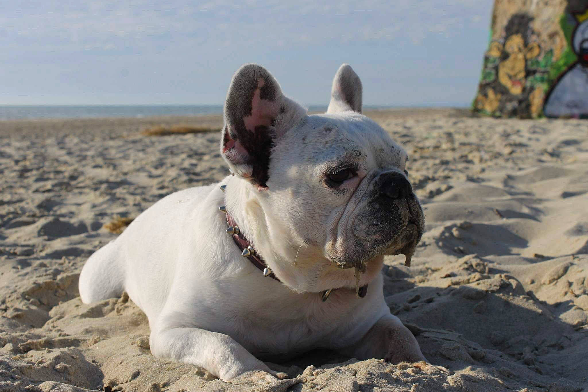 Strass participe au concours pour gagner de l'argent avec cette photo : american_bulldog, bulldog, canidae, carnivore, companion_dog, dog, dog_breed, fawn, french_bulldog, mammal, molosser, non_sporting_group, olde_english_bulldogge, snout, toy_bulldog, vertebrate, white_english_bulldog