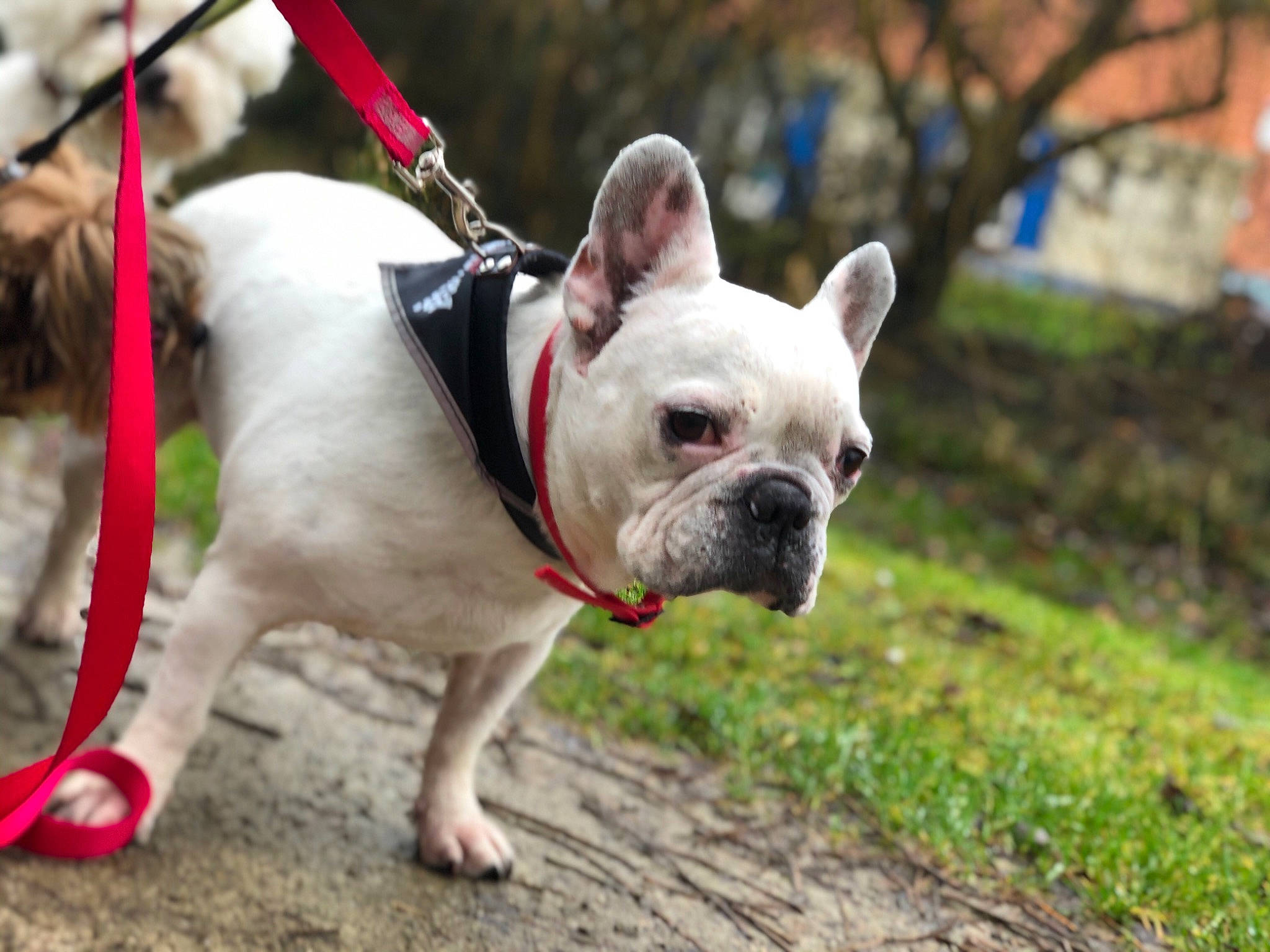 Strass participe au concours pour gagner de l'argent avec cette photo : american_bulldog, bulldog, canidae, carnivore, companion_dog, dog, dog_breed, dog_collar, fawn, french_bulldog, grass, leash, mammal, non_sporting_group, olde_english_bulldogge, rare_breed_dog, snout, sporting_group, toy_bulldog, vertebrate