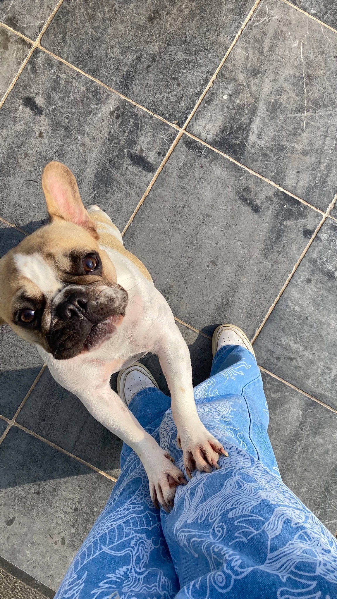 Raïley a rejoint le concours — aidez-le/la à gagner de superbes lots ! blue, canidae, carnivore, companion_dog, denim, dog, dog_breed, electric_blue, fawn, flooring, human_leg, jeans, leg, pug, snout, sporting_group, street_fashion, toy_dog, wrinkle, yellow